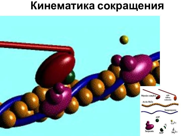 Кинематика сокращения