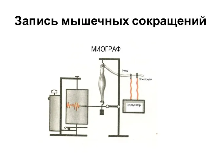 Запись мышечных сокращений