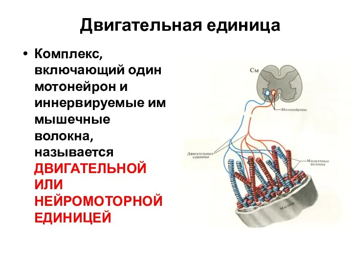 Двигательная единица Комплекс, включающий один мотонейрон и иннервируемые им мышечные волокна, называется ДВИГАТЕЛЬНОЙ ИЛИ НЕЙРОМОТОРНОЙ ЕДИНИЦЕЙ