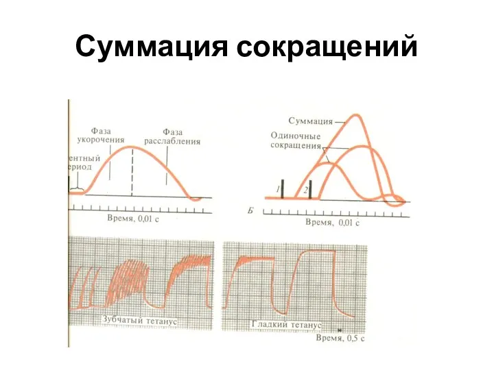 Суммация сокращений