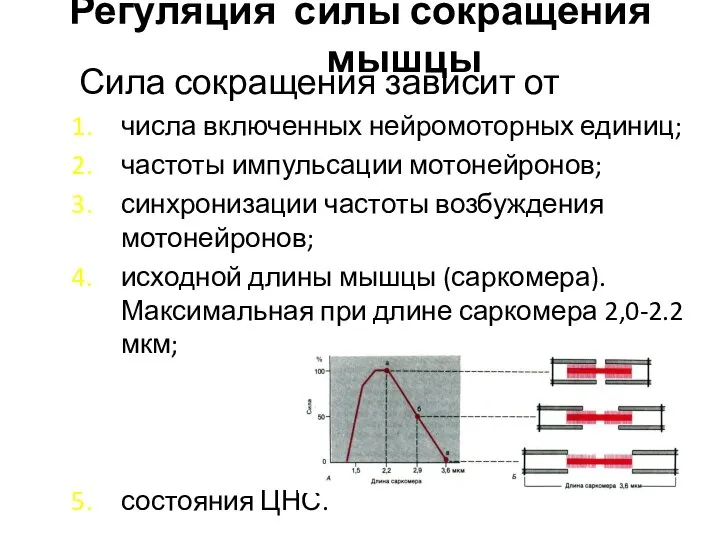 Регуляция силы сокращения мышцы Сила сокращения зависит от числа включенных нейромоторных единиц;