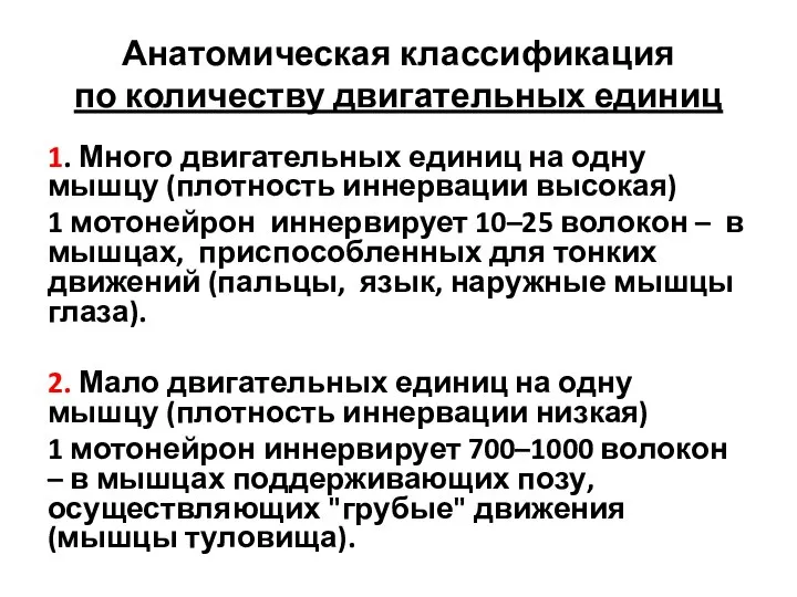 Анатомическая классификация по количеству двигательных единиц 1. Много двигательных единиц на одну