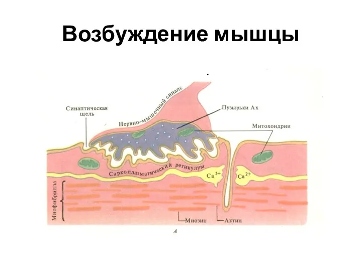 Возбуждение мышцы .