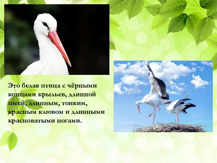 Это белая птица с чёрными концами крыльев, длинной шеей, длинным, тонким, красным