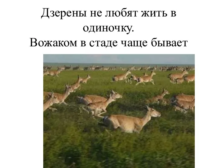 Дзерены не любят жить в одиночку. Вожаком в стаде чаще бывает взрослая самка.