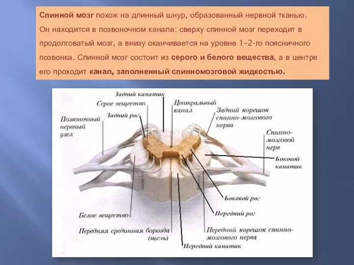 Спинной мозг похож на длинный шнур, образованный нервной тканью. Он находится в