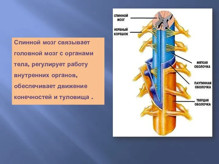 Спинной мозг связывает головной мозг с органами тела, регулирует работу внутренних органов,