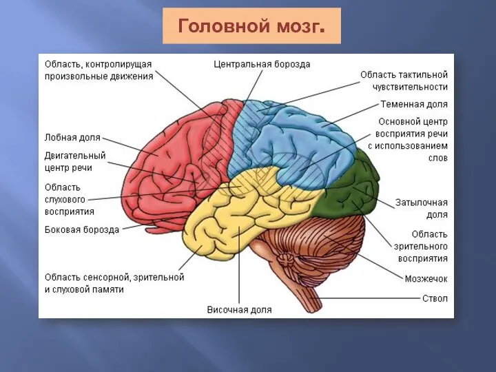 Головной мозг.