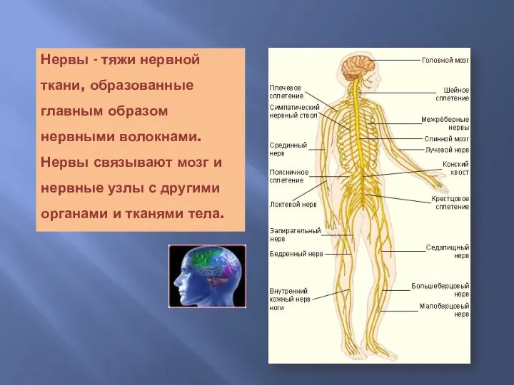 Нервы - тяжи нервной ткани, образованные главным образом нервными волокнами. Нервы связывают