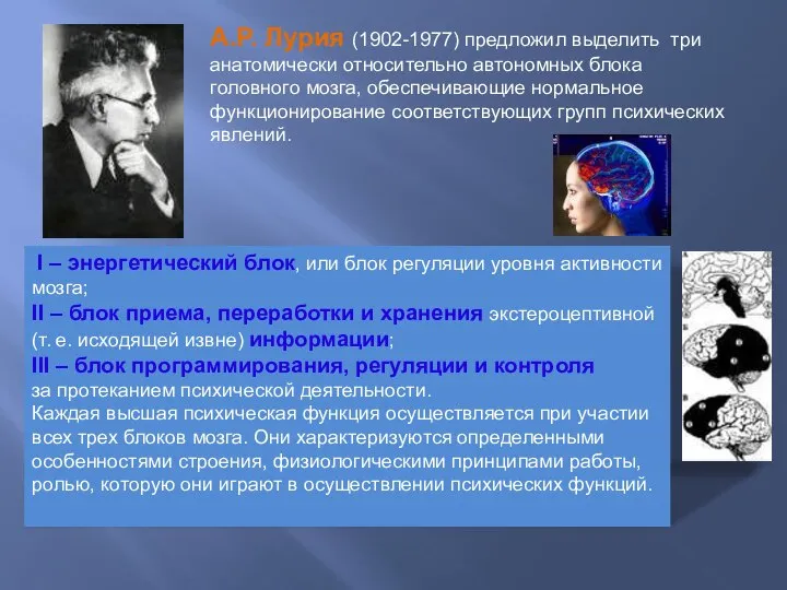 А.Р. Лурия (1902-1977) предложил выделить три анатомически относительно автономных блока головного мозга,