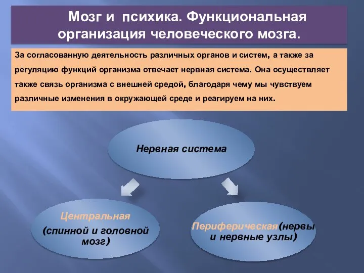 За согласованную деятельность различных органов и систем, а также за регуляцию функций