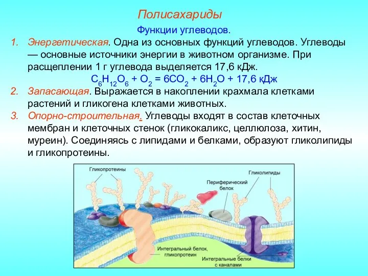 Полисахариды Функции углеводов. Энергетическая. Одна из основных функций углеводов. Углеводы — основные