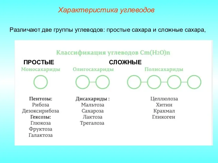 Различают две группы углеводов: простые сахара и сложные сахара, Характеристика углеводов ПРОСТЫЕ СЛОЖНЫЕ