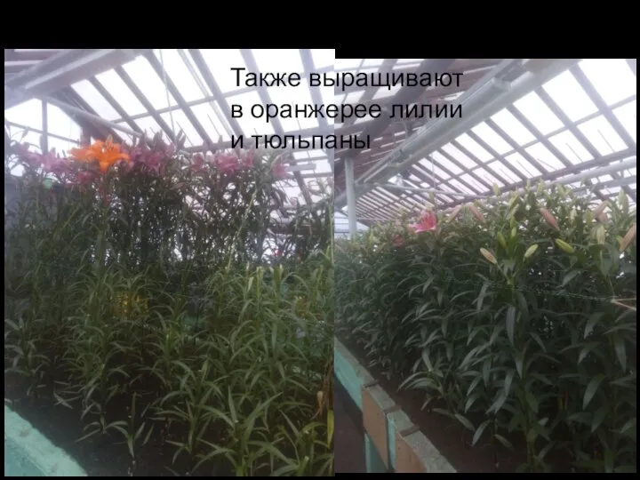Также выращивают в оранжерее лилии и тюльпаны