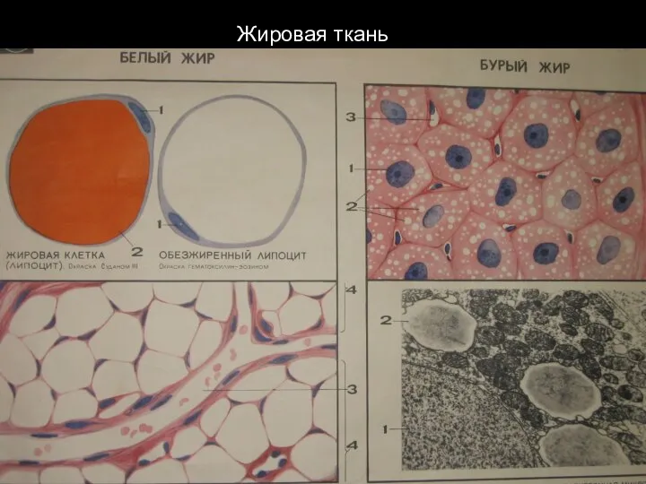 Жировая ткань