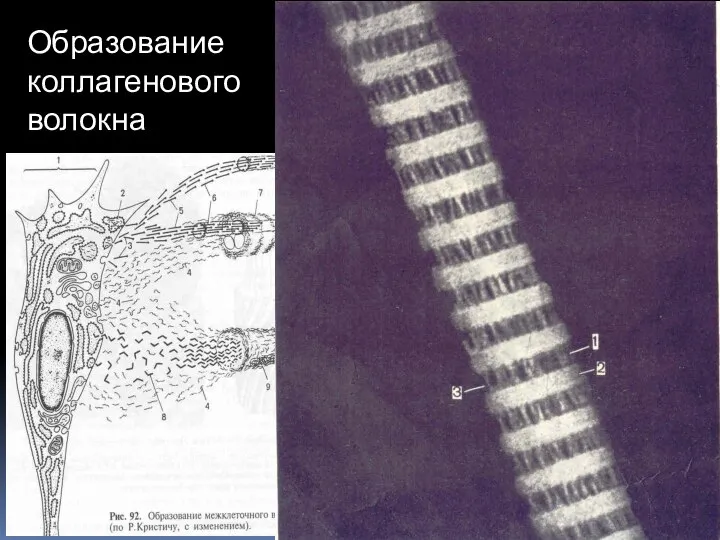 Образование коллагенового волокна