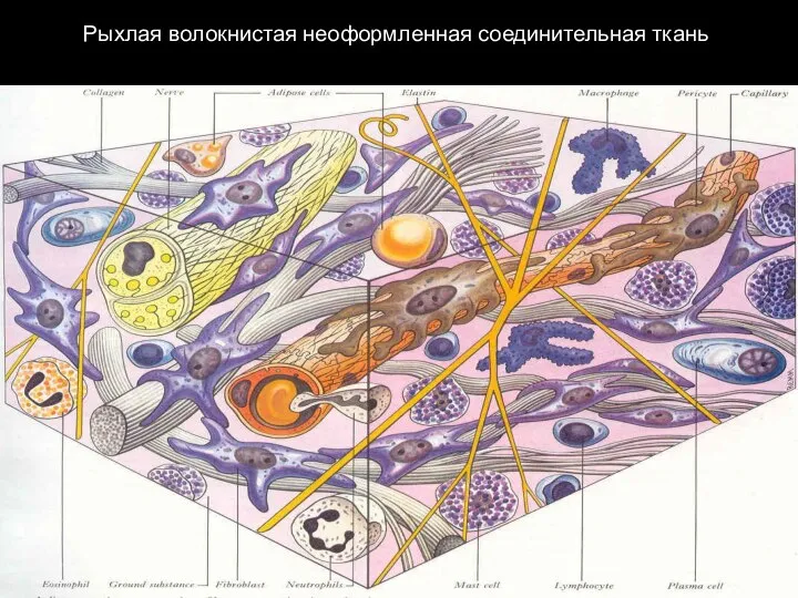 Рыхлая волокнистая неоформленная соединительная ткань