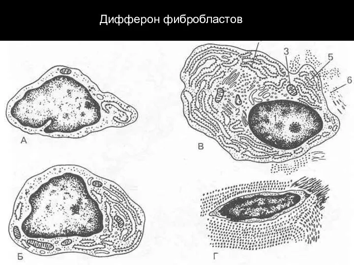 Дифферон фибробластов