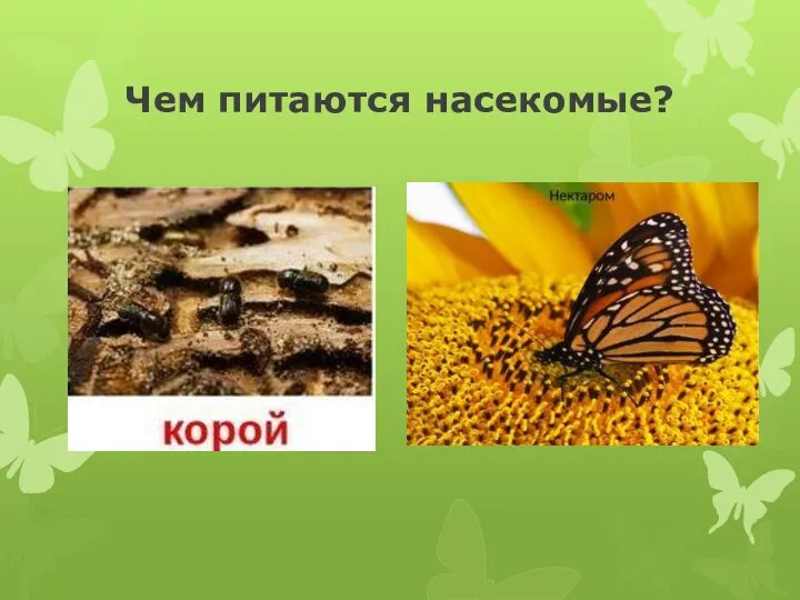 Чем питаются насекомые?