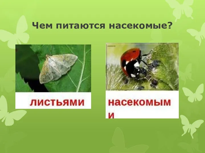 Чем питаются насекомые?