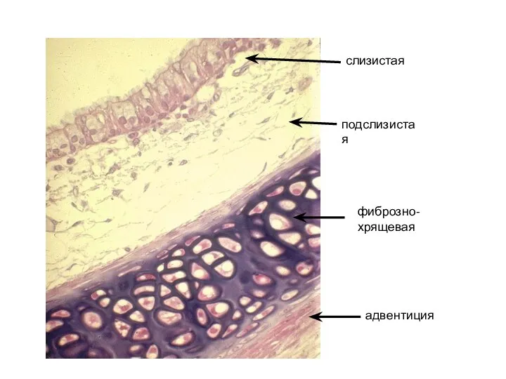 слизистая подслизистая фиброзно-хрящевая адвентиция