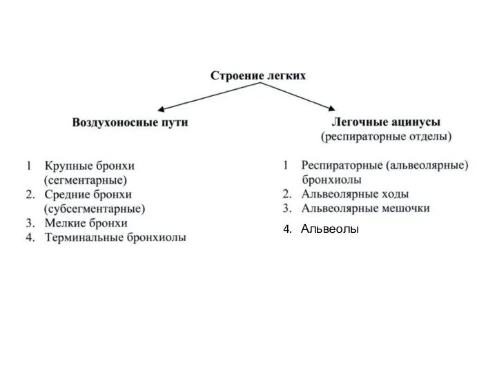 4. Альвеолы