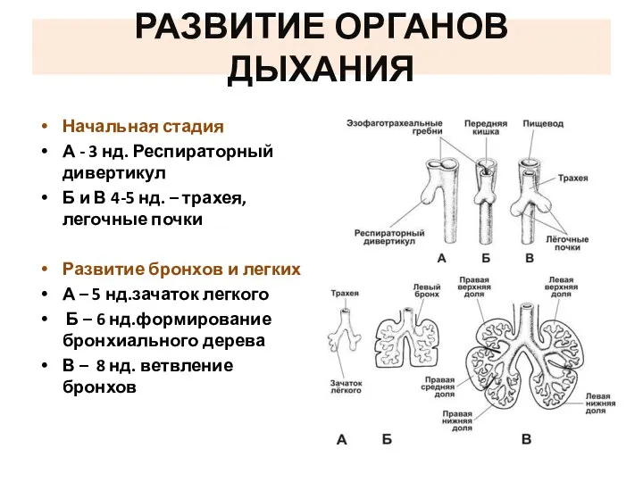 Начальная стадия А - 3 нд. Респираторный дивертикул Б и В 4-5