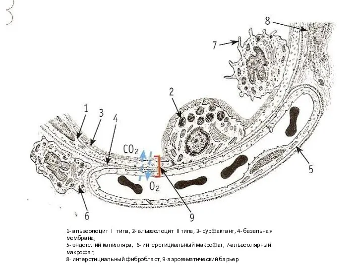 1- альвеолоцит I типа, 2- альвеолоцит II типа, 3- сурфактант, 4- базальная