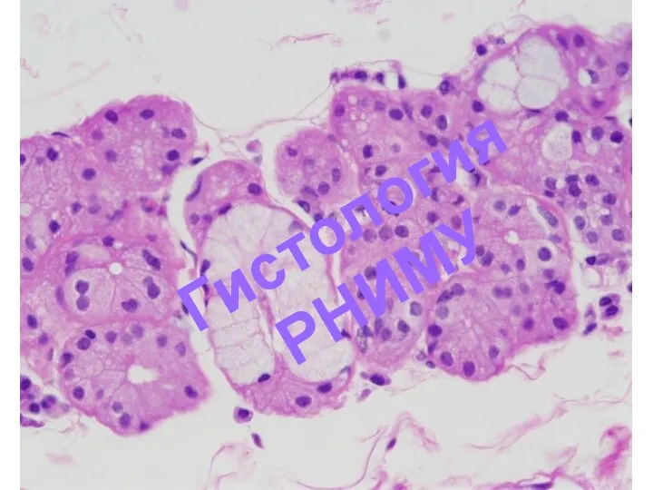 Гистология РНИМУ