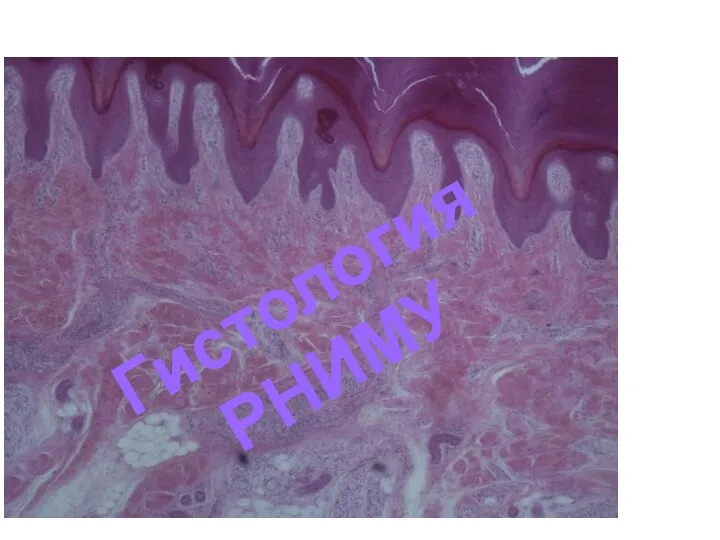 Гистология РНИМУ