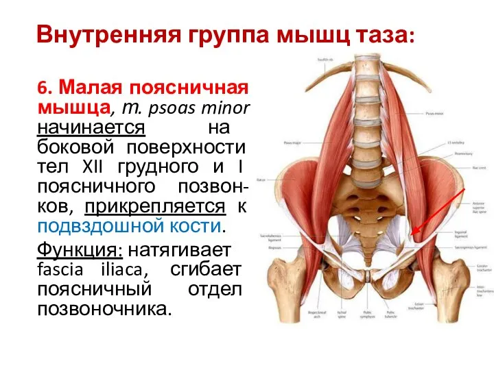 Внутренняя группа мышц таза: 6. Малая поясничная мышца, т. psoas minor начинается