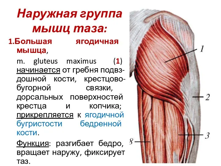 Наружная группа мышц таза: 1.Большая ягодичная мышца, m. gluteus maximus (1) начинается