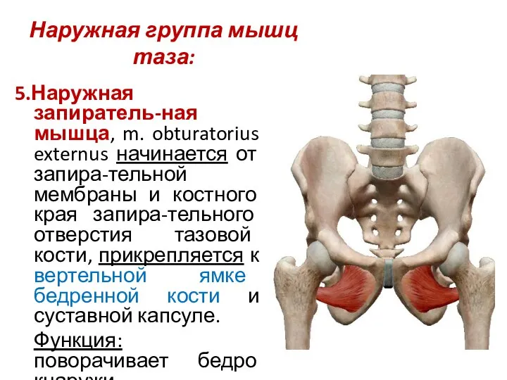 Наружная группа мышц таза: 5.Наружная запиратель-ная мышца, m. obturatorius externus начинается от