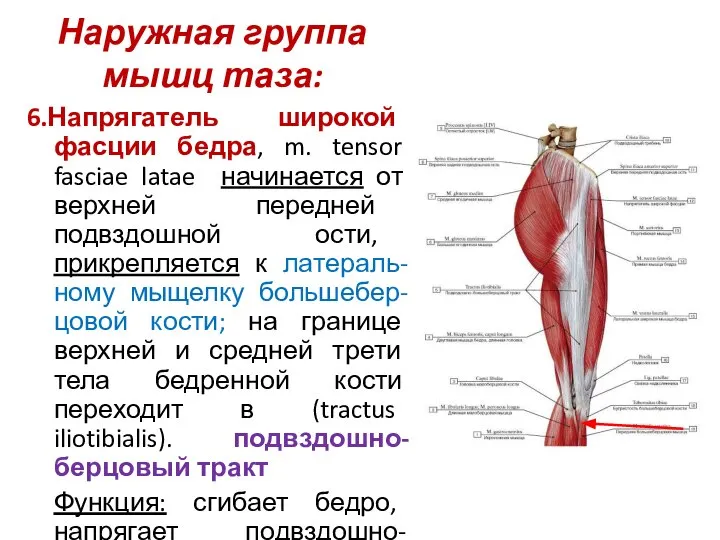 Наружная группа мышц таза: 6.Напрягатель широкой фасции бедра, m. tensor fasciae latae