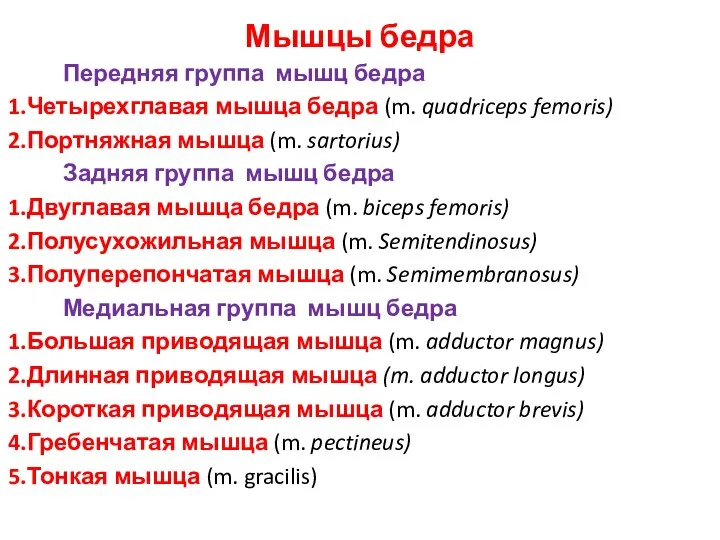 Мышцы бедра Передняя группа мышц бедра Четырехглавая мышца бедра (m. quadriceps femoris)