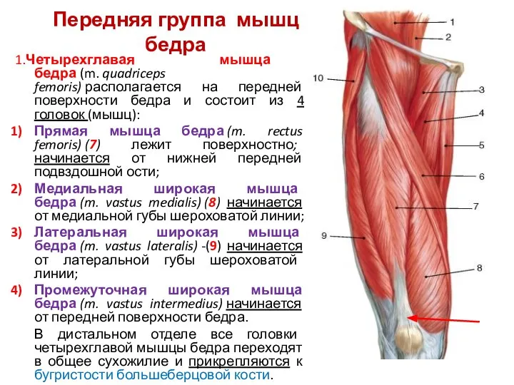 Передняя группа мышц бедра 1.Четырехглавая мышца бедра (m. quadriceps femoris) располагается на