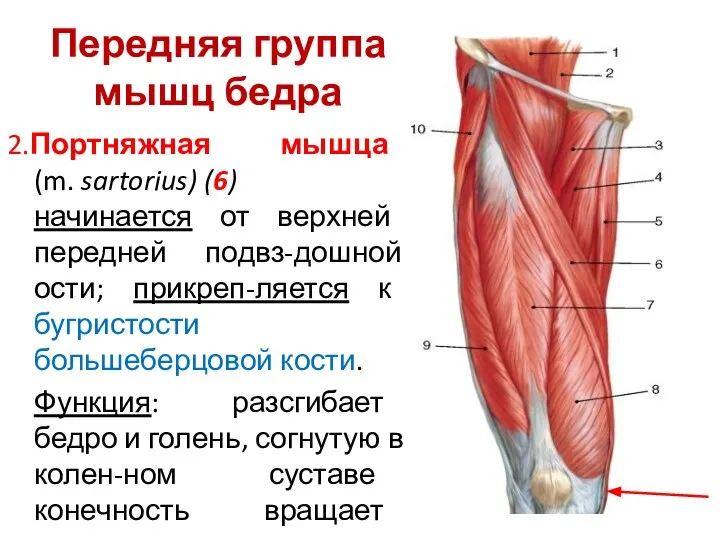 Передняя группа мышц бедра 2.Портняжная мышца (m. sartorius) (6) начинается от верхней