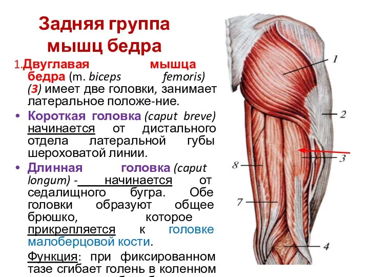 Задняя группа мышц бедра 1.Двуглавая мышца бедра (m. biceps femoris) (3) имеет