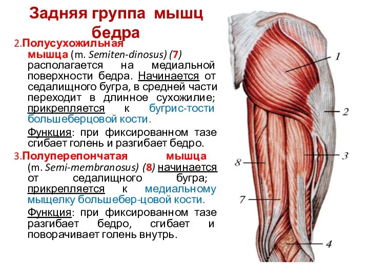 Задняя группа мышц бедра 2.Полусухожильная мышца (m. Semiten-dinosus) (7) располагается на медиальной