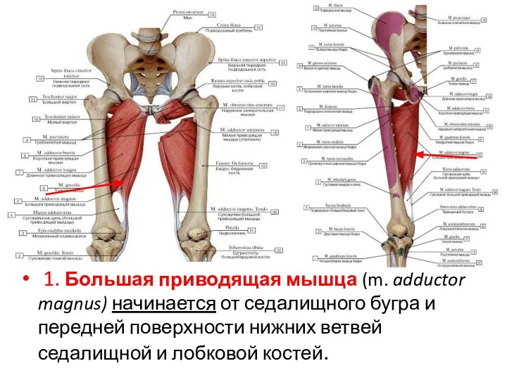 1. Большая приводящая мышца (m. adductor magnus) начинается от седалищного бугра и