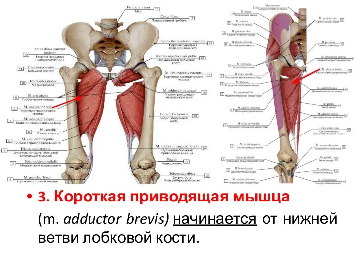 3. Короткая приводящая мышца (m. adductor brevis) начинается от нижней ветви лобковой кости.