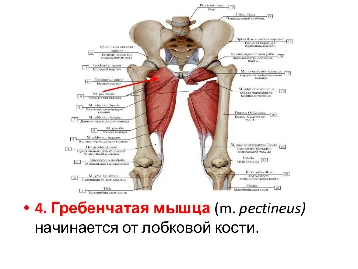 4. Гребенчатая мышца (m. pectineus) начинается от лобковой кости.