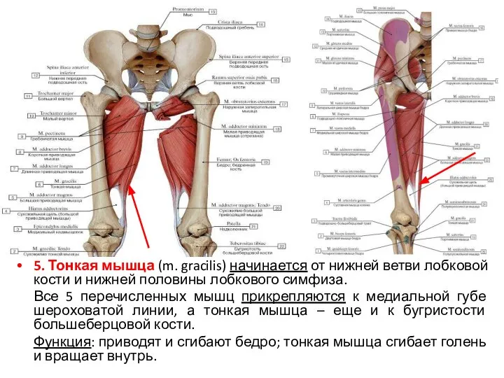 5. Тонкая мышца (m. gracilis) начинается от нижней ветви лобковой кости и