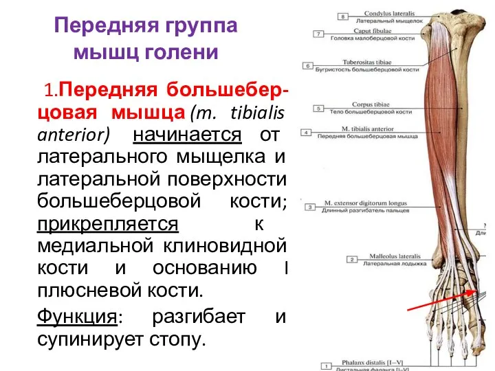 Передняя группа мышц голени 1.Передняя большебер-цовая мышца (m. tibialis anterior) начинается от