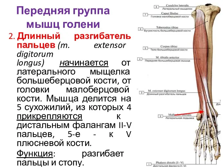 Передняя группа мышц голени 2. Длинный разгибатель пальцев (m. extensor digitorum longus)