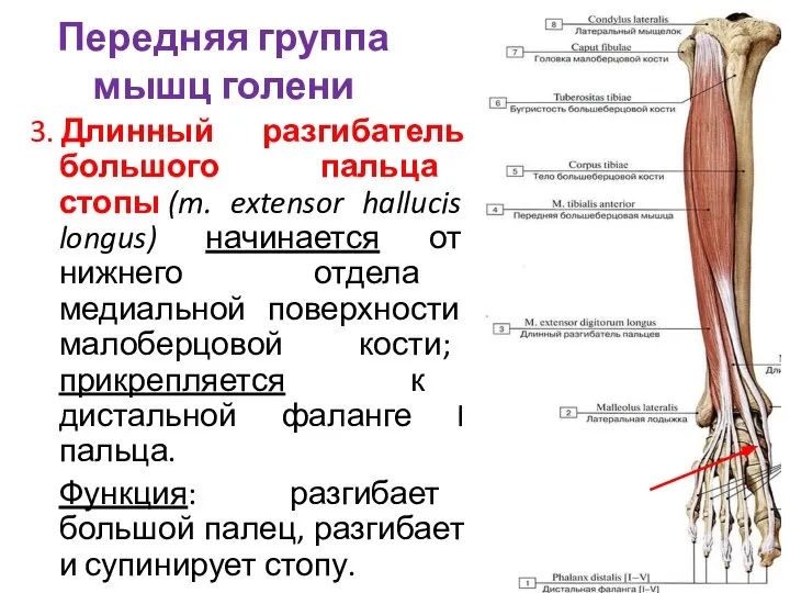 Передняя группа мышц голени 3. Длинный разгибатель большого пальца стопы (m. extensor