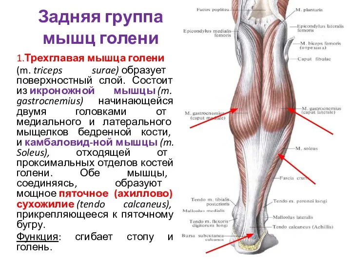 Задняя группа мышц голени 1.Трехглавая мышца голени (m. triceps surae) образует поверхностный