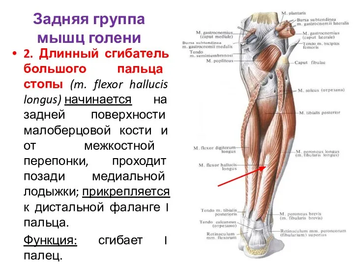 2. Длинный сгибатель большого пальца стопы (m. flexor hallucis longus) начинается на