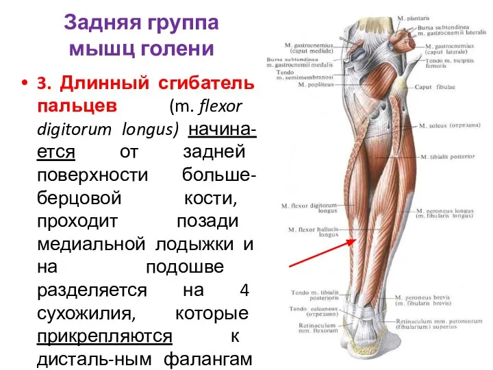 3. Длинный сгибатель пальцев (m. flexor digitorum longus) начина-ется от задней поверхности