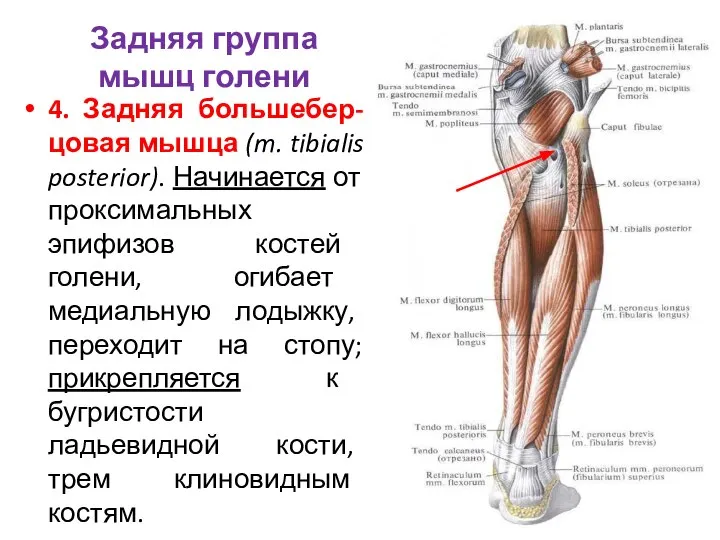 4. Задняя большебер-цовая мышца (m. tibialis posterior). Начинается от проксимальных эпифизов костей